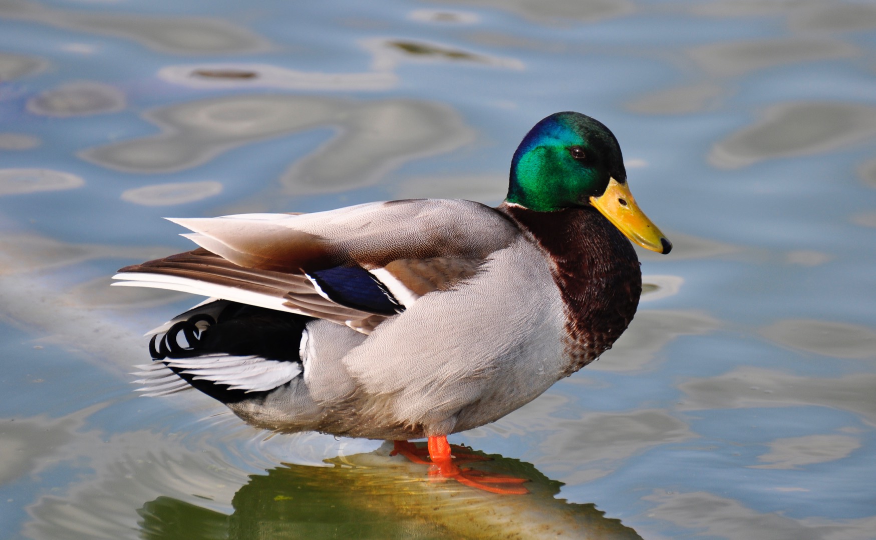Lessons From The Duck Pond About Trust And Loyalty